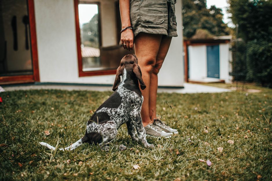 Common Pet Behavioural Problems and How to Address Them