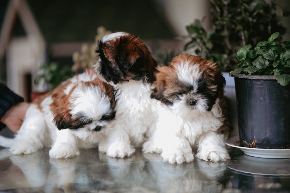 Choosing the Right Pet for Your Lifestyle